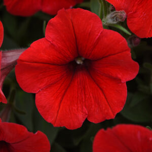 PETUNIA - E3 EASY WAVE RED