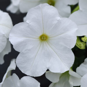 PETUNIA - E3 EASY WAVE WHITE