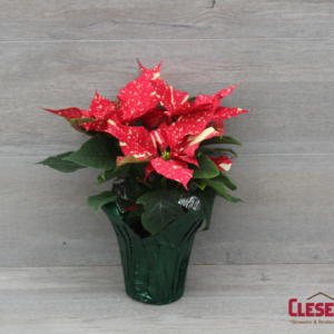 POINSETTIA - RED GLITTER 4.5IN 1 BRANCH
