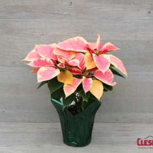 POINSETTIA - MARBLE 4.5IN 1 BRANCH