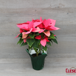 POINSETTIA - PINK 4.5IN 1 BRANCH