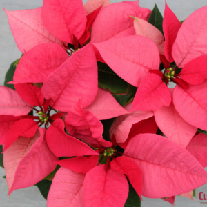 POINSETTIA - PINK 6.5IN 1 BRANCH