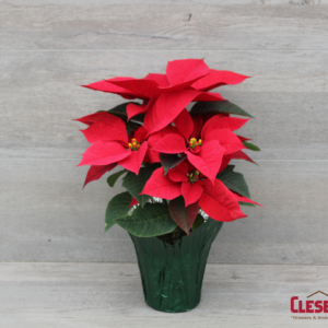 POINSETTIA - RED 4.5IN 1 BRANCH