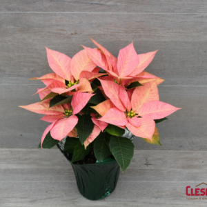 POINSETTIA - VIKING CINNAMON 4.5IN 1 BRANCH