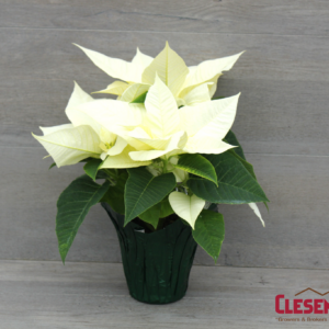 POINSETTIA - WHITE 4.5IN 1 BRANCH