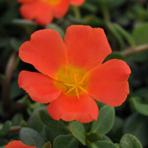 PORTULACA - RIO GRANDE ORANGE