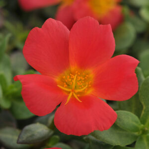 PORTULACA - RIO GRANDE SCARLET RED
