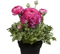 RANUNCULUS - SPRINKLES - PINK