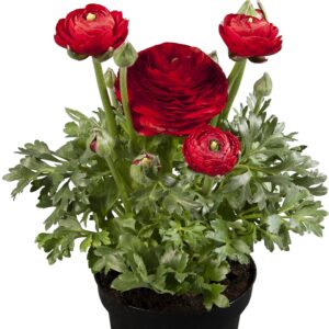 RANUNCULUS - SPRINKLES RED