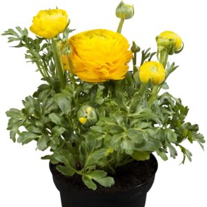 RANUNCULUS - SPRINKLES YELLOW