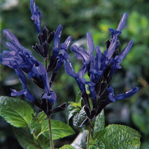 SALVIA - BLACK & BLUE