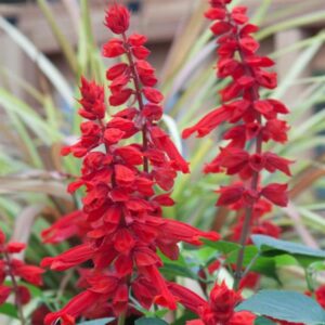 SALVIA - SAUCY - RED