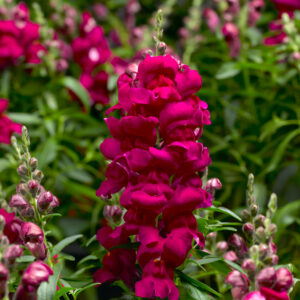 SNAPDRAGON - SNAPTASTIC MAGENTA