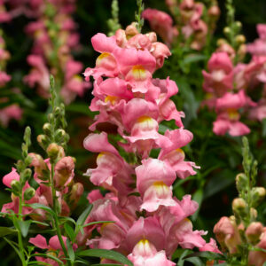 SNAPDRAGON - SNAPTASTIC PINK