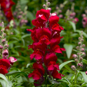 SNAPDRAGON - SNAPTASTIC RED