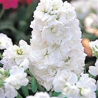 STOCK - HARMONY WHITE