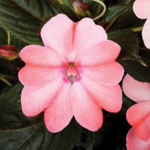SUNPATIENS - COMPACT BLUSH PINK