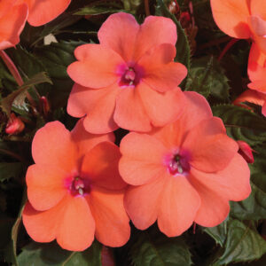 SUNPATIENS - COMPACT CORAL PINK