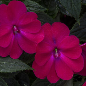 SUNPATIENS - COMPACT ROSE GLOW