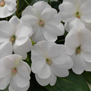 SUNPATIENS - COMPACT WHITE