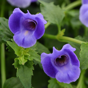 TORENIA - SUMMER WAVE LARGE BLUE