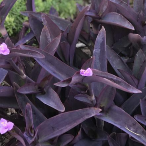 TRADESCANTIA - PURPLE HEART