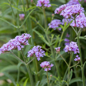 VERBENA - BONARIENSIS