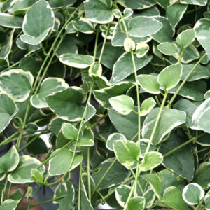 VINCA VINE