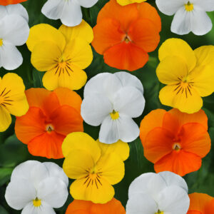 VIOLA - SORBET XP CITRUS MIX