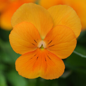 VIOLA - SORBET XP ORANGE