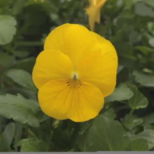 VIOLA - SORBET XP YELLOW