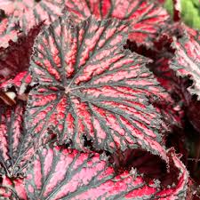 BEGONIA - REX RED BLACK