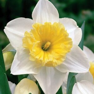 DAFFODIL - CREAM/WHITE (5 BULBS)