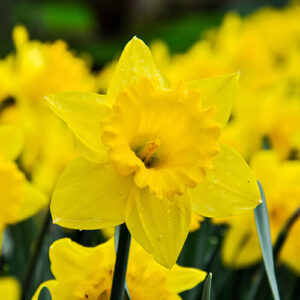 DAFFODIL - YELLOW (5 BULBS)