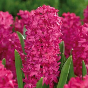 HYACINTH - ROSE (3 BULBS)