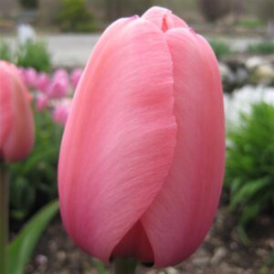 TULIP - PINK (6 BULBS)