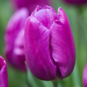TULIP - PURPLE (6 BULBS)