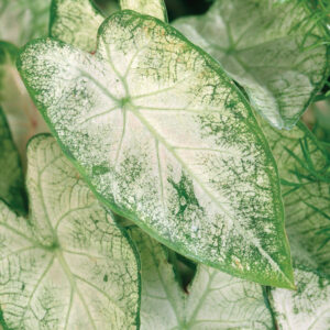 CALADIUM - WHITE 6IN