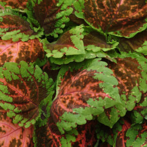 COLEUS - KONG SALMON PINK