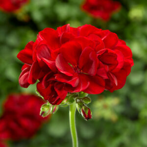 GERANIUM - CALLIOPE DARK RED 6IN