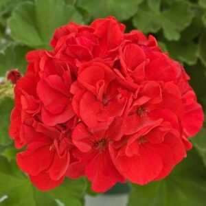 GERANIUM - MAESTRO SASSY DARK 6IN