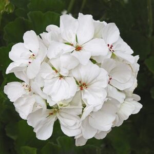 GERANIUM - PATRIOT  WHITE 6IN