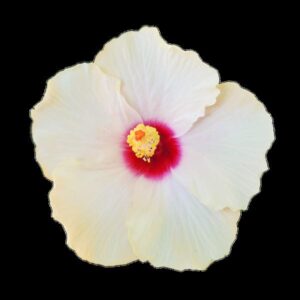 HIBISCUS - TRADEWINDS CREAM