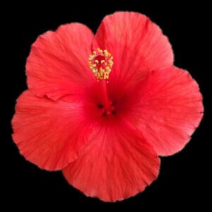 HIBISCUS - TRADEWINDS RED