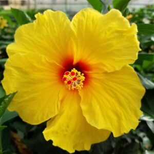HIBISCUS - TRADEWINDS YELLOW