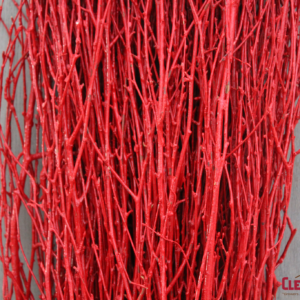 BIRCH - RED 18-24IN