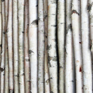 BIRCH POLES 60IN