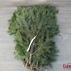 BOUGHS - DOUGLAS FIR