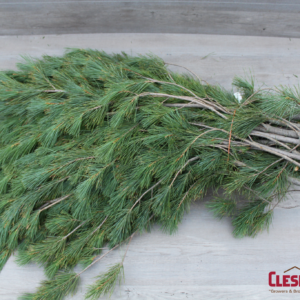 BOUGHS - PRINCESS PINE