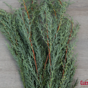 BUNCHED - CEDAR CAROLINA SAPPHIRE